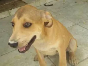 Cachorro raça srd idade  nome olinda