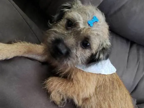 Cachorro ra a Sem raça definida idade 2 a 6 meses nome Sem nome