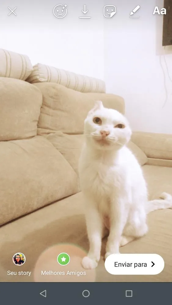 Gato ra a  idade  nome Sol