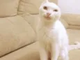 Sol