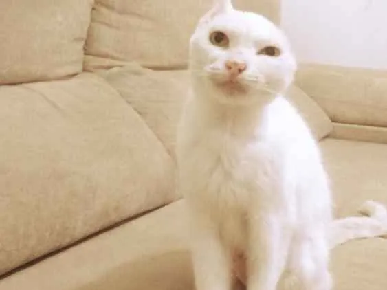 Gato ra a  idade  nome Sol