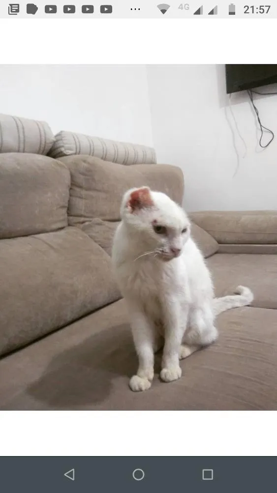 Gato ra a  idade  nome Sol 