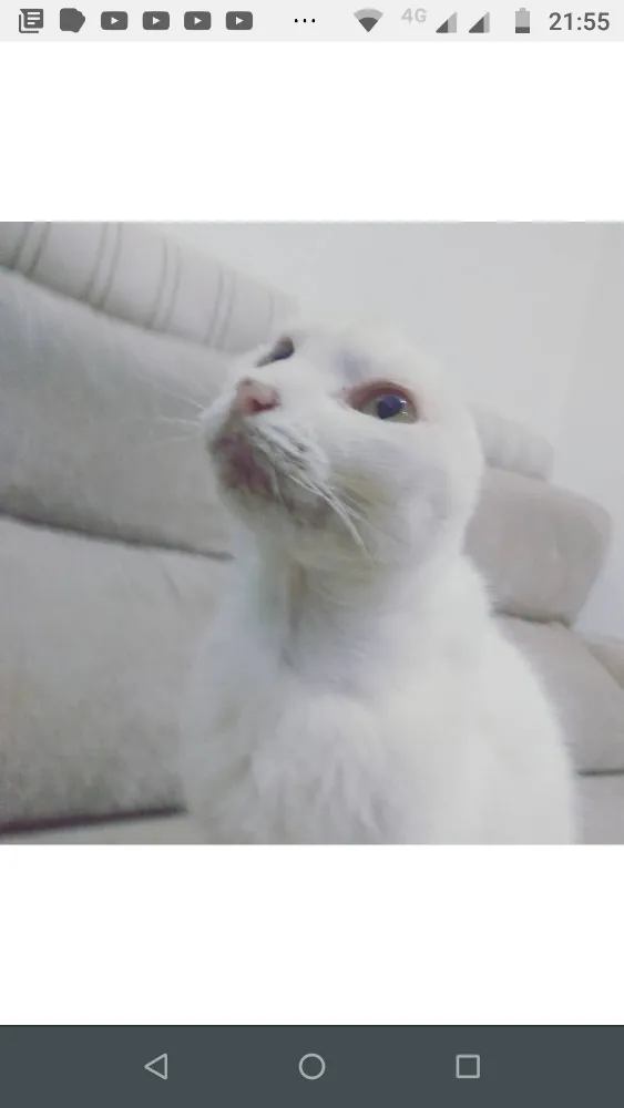 Gato ra a  idade  nome Sol 