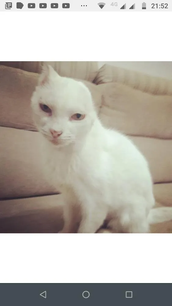 Gato ra a  idade  nome Sol 