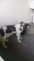 Bob