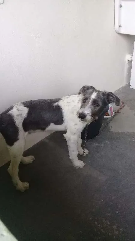 Cachorro raça Indefinida  idade 2 a 6 meses nome Bob