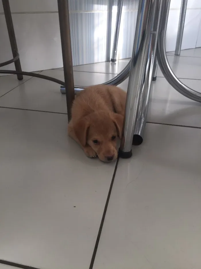 Cachorro raça Vira lata idade Abaixo de 2 meses nome Simone e Simária