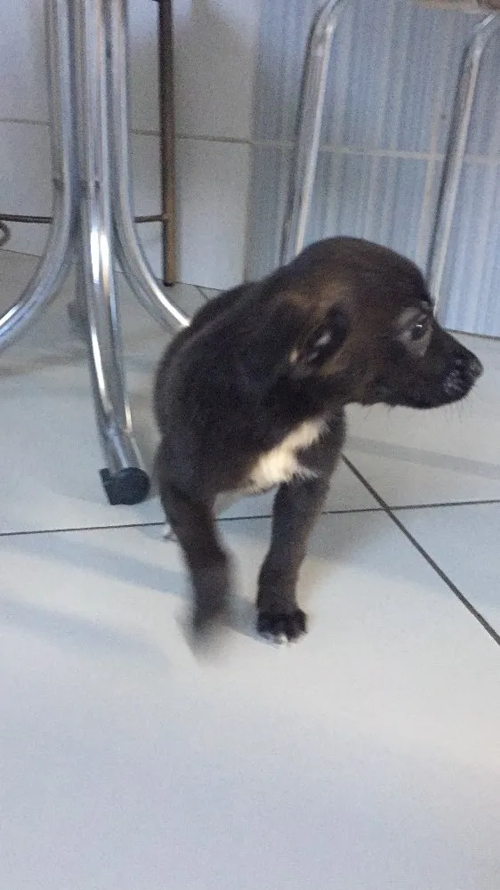 Cachorro raça Vira lata idade Abaixo de 2 meses nome Simone e Simária