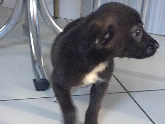 Cachorro raça Vira lata idade Abaixo de 2 meses nome Simone e Simária