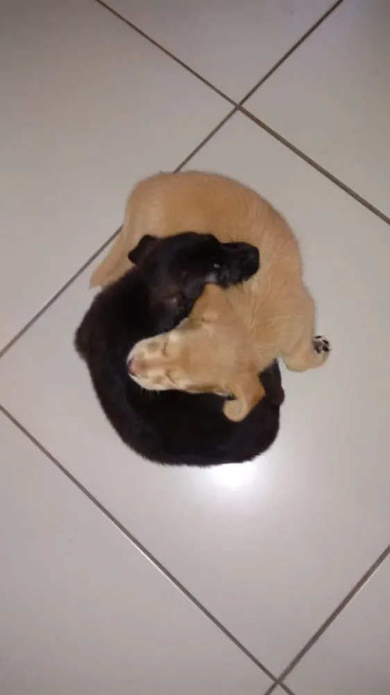 Cachorro raça Vira lata idade Abaixo de 2 meses nome Simone e Simária