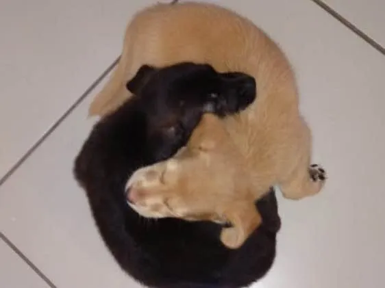 Cachorro raça Vira lata idade Abaixo de 2 meses nome Simone e Simária
