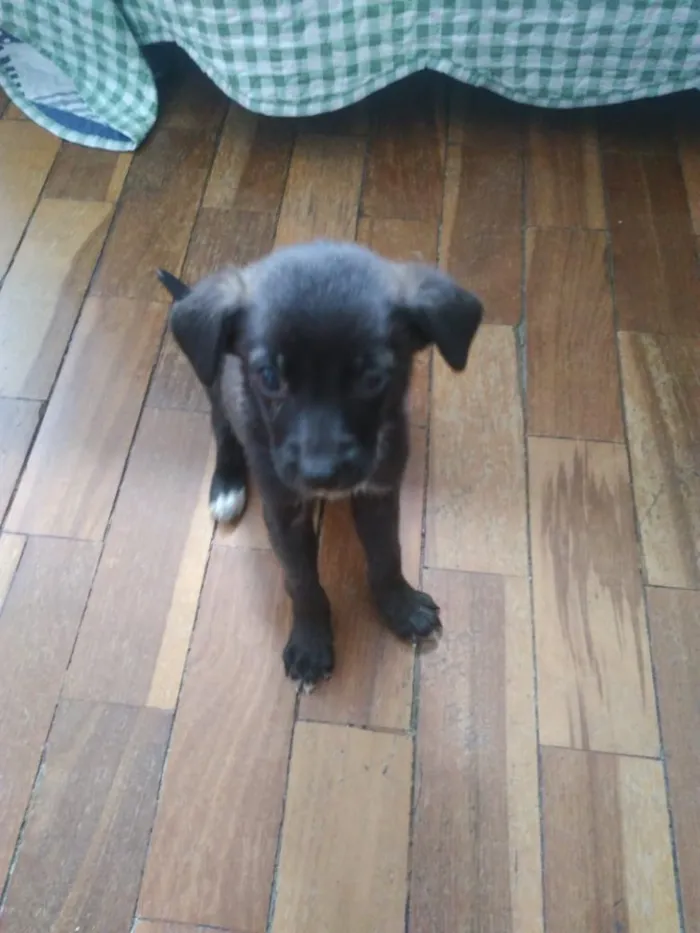 Cachorro raça Vira lata idade Abaixo de 2 meses nome Simone e Simária