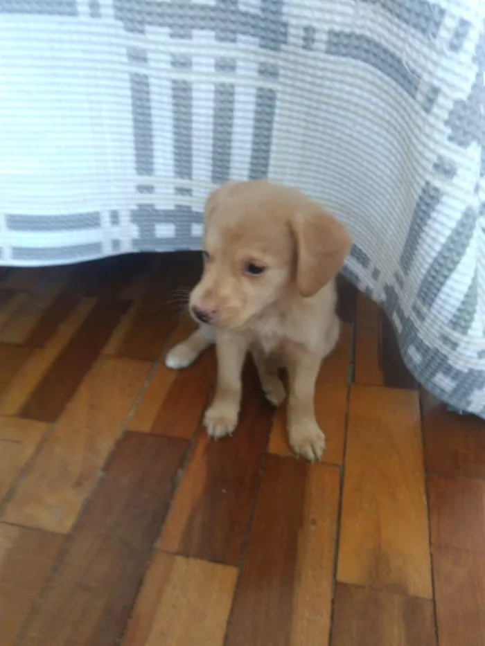 Cachorro raça Vira lata idade Abaixo de 2 meses nome Simone e Simária