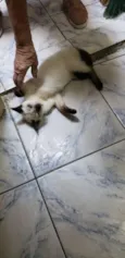 Tiquin!