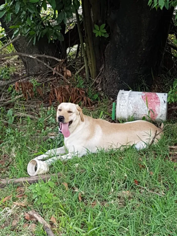 Cachorro ra a Labrador  idade 2 anos nome Thor
