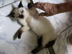 Gato raça Siamês  idade 2 a 6 meses nome Tiquin!