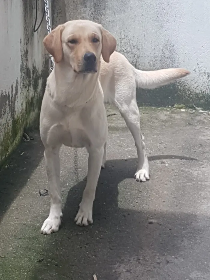 Cachorro ra a Labrador  idade 2 anos nome Thor