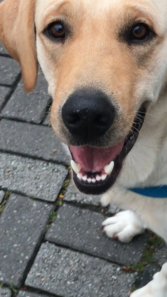 Cachorro ra a Labrador  idade 2 anos nome Thor