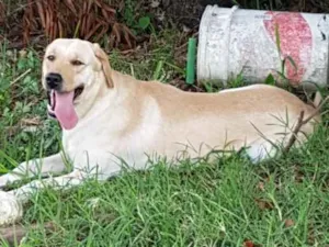 Cachorro raça Labrador  idade 2 anos nome Thor