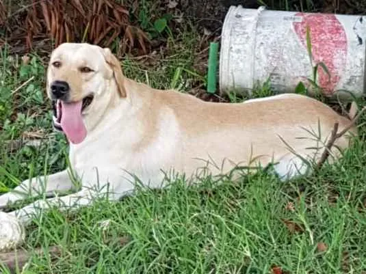 Cachorro ra a Labrador  idade 2 anos nome Thor