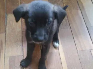 Cachorro raça Vira lata idade Abaixo de 2 meses nome Simone e Simária