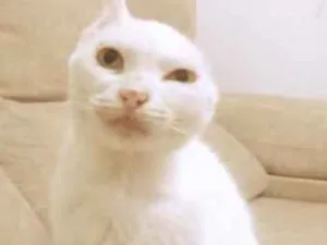 Gato raça  idade  nome Sol 
