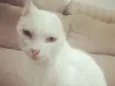 Sol