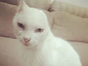 Gato raça  idade  nome Sol