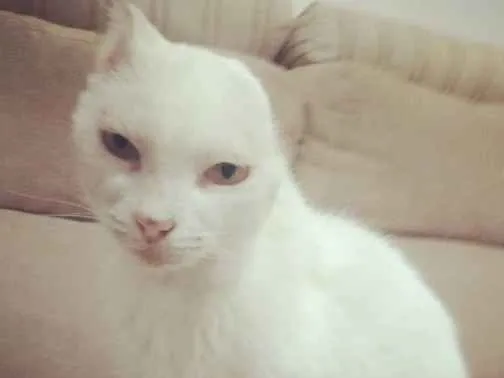 Gato ra a  idade  nome Sol