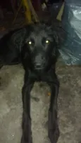 Pipoca 