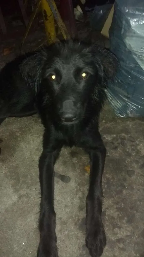 Cachorro ra a Não sei idade 2 anos nome Pipoca 