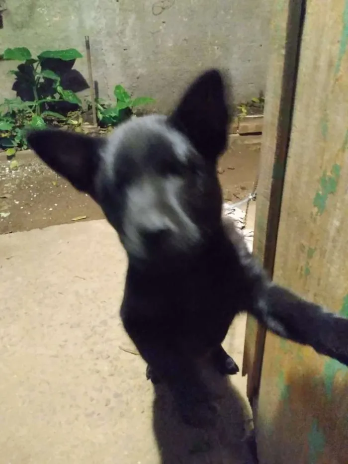 Cachorro raça Chow Chow idade 2 a 6 meses nome Kaira