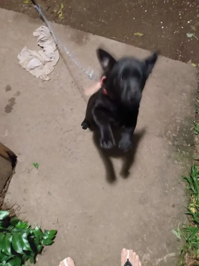 Cachorro raça Chow Chow idade 2 a 6 meses nome Kaira
