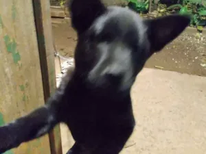 Cachorro raça Chow Chow idade 2 a 6 meses nome Kaira
