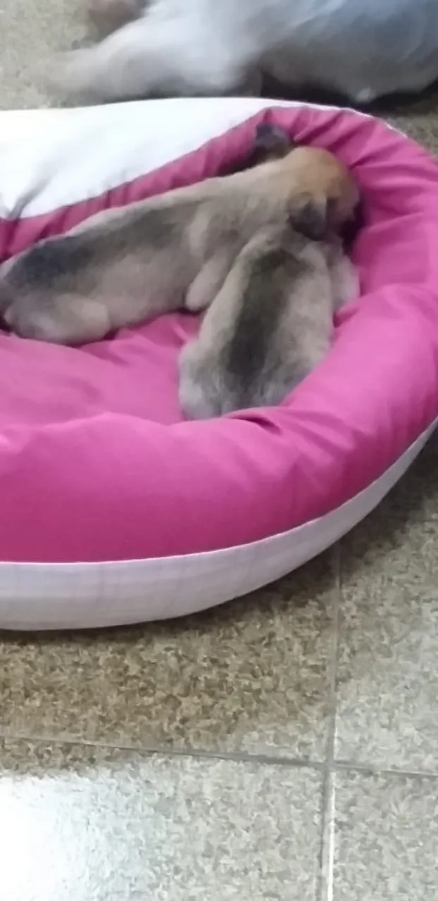Cachorro raça Srd idade Abaixo de 2 meses nome Laura e Gohan