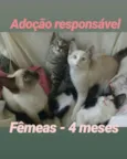 Gatinhas
