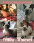 Gatinhas