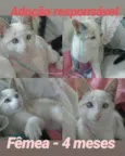 Gatinhas