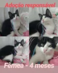 Gatinhas
