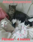 Gatinhas