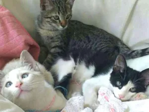Gato raça SRD idade 2 a 6 meses nome Gatinhas