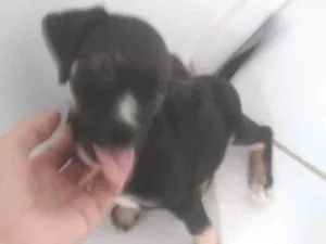 Cachorro raça Sem idade 2 a 6 meses nome Leela