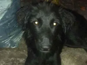 Cachorro raça Não sei idade 2 anos nome Pipoca 