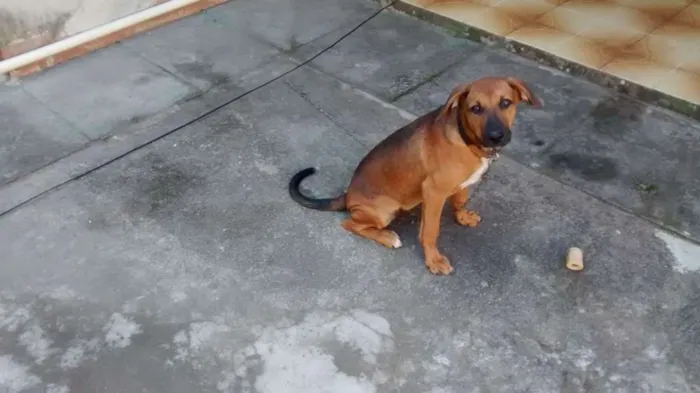 Cachorro raça Srd idade 7 a 11 meses nome Sem nome