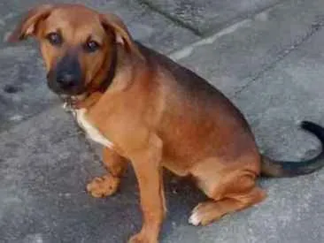 Cachorro raça Srd idade 7 a 11 meses nome Sem nome