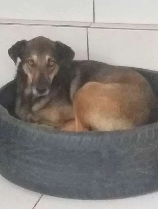 Cachorro ra a srd idade 6 ou mais anos nome Chanty