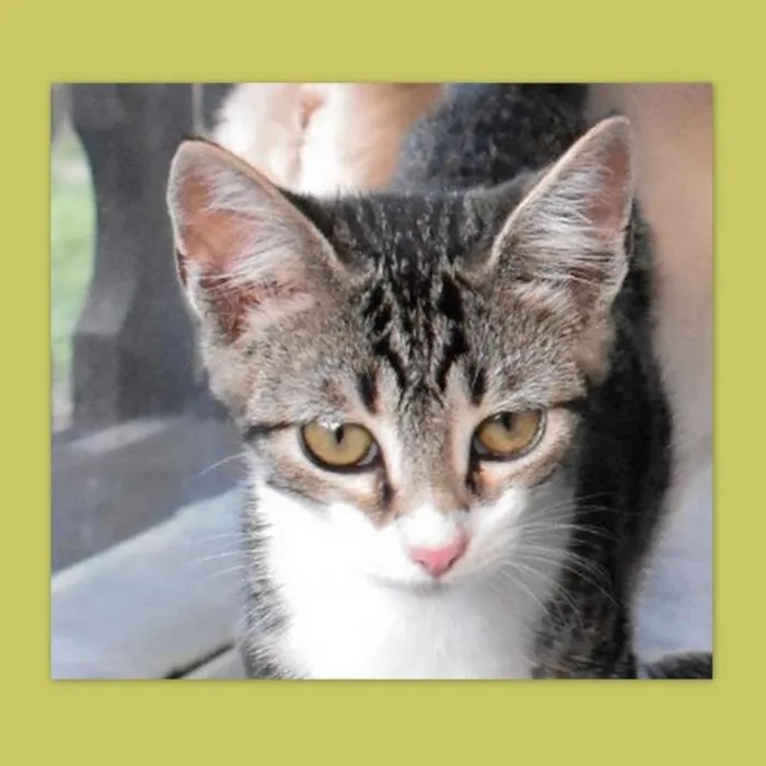 Gato ra a srd idade 2 a 6 meses nome Otto
