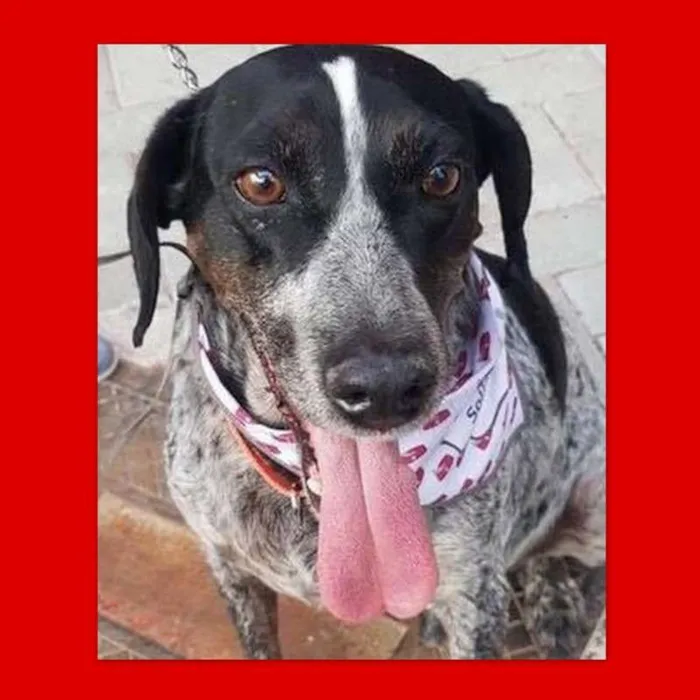 Cachorro ra a srd idade 5 anos nome Óreo