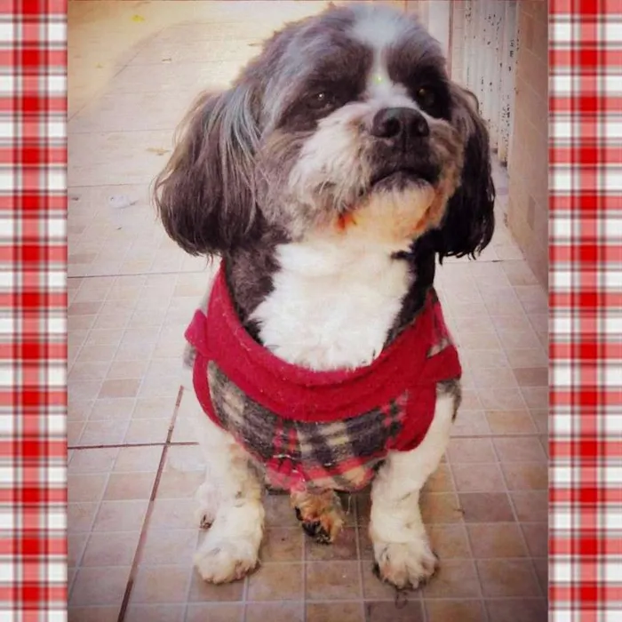 Cachorro raça lhasa idade 6 ou mais anos nome Mike