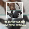 Caramelo e Pretinha 